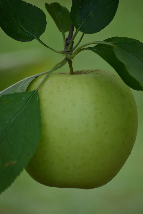 AL Apple 1016 4.jpg